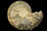 Unusual, Triassic Ammonite (Discoceratites) Fossil - Germany #130205-1